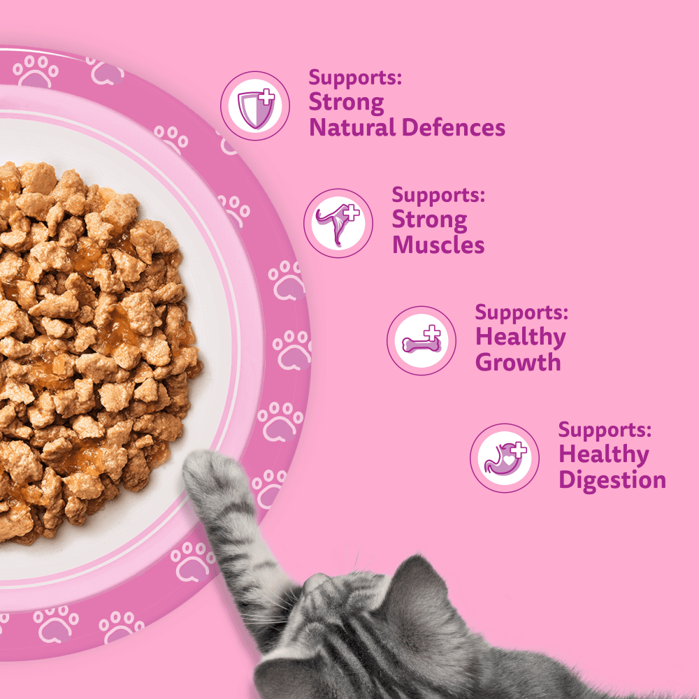 WHISKAS Kitten 2-12 mnths FISH Favourites Wet Cat Food Pouches in Jelly 12 x 85g - 4